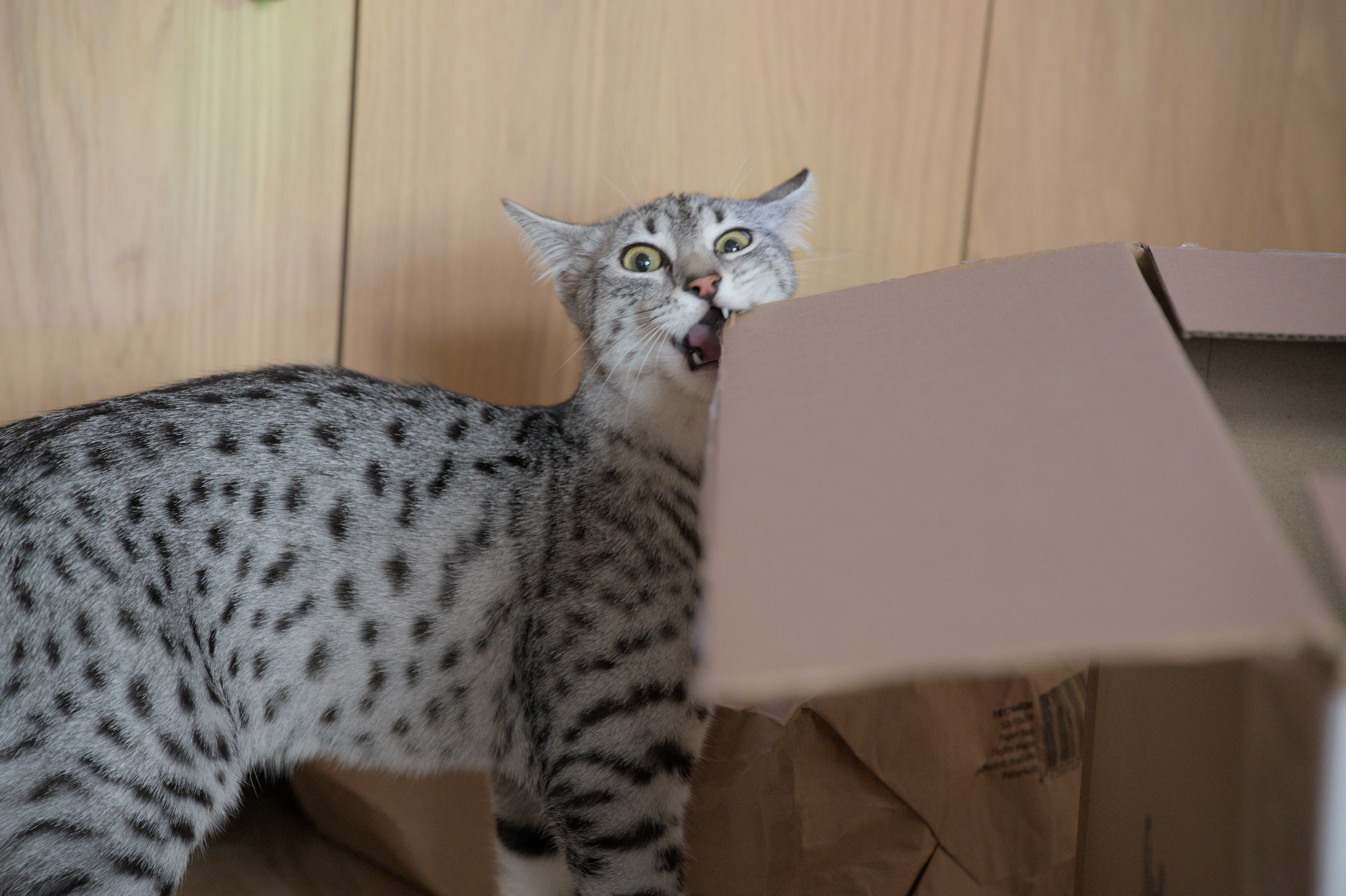 2025/10/12 - cats/DSC_0083.jpg